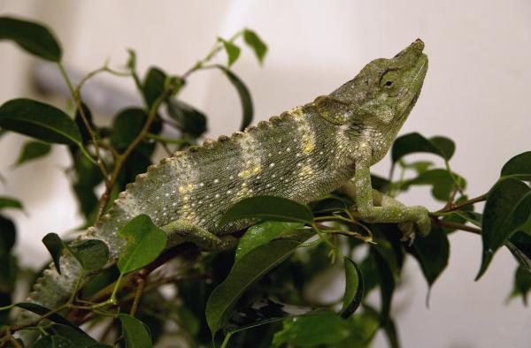 Poe in the shower. The only way I could get him to drink for a while.