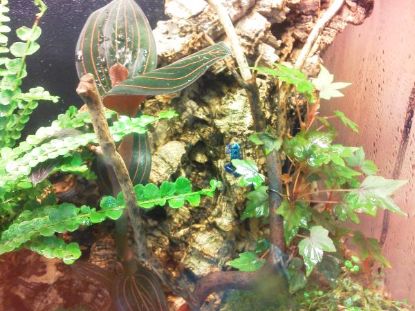 Poison Dart Frogs at my LPS