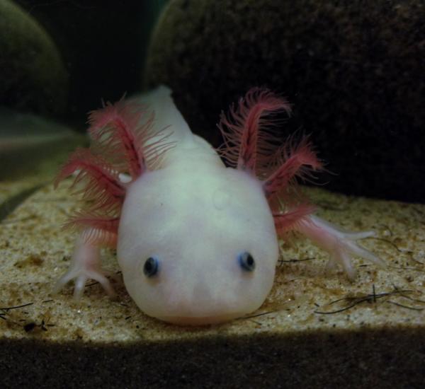 Ponyo