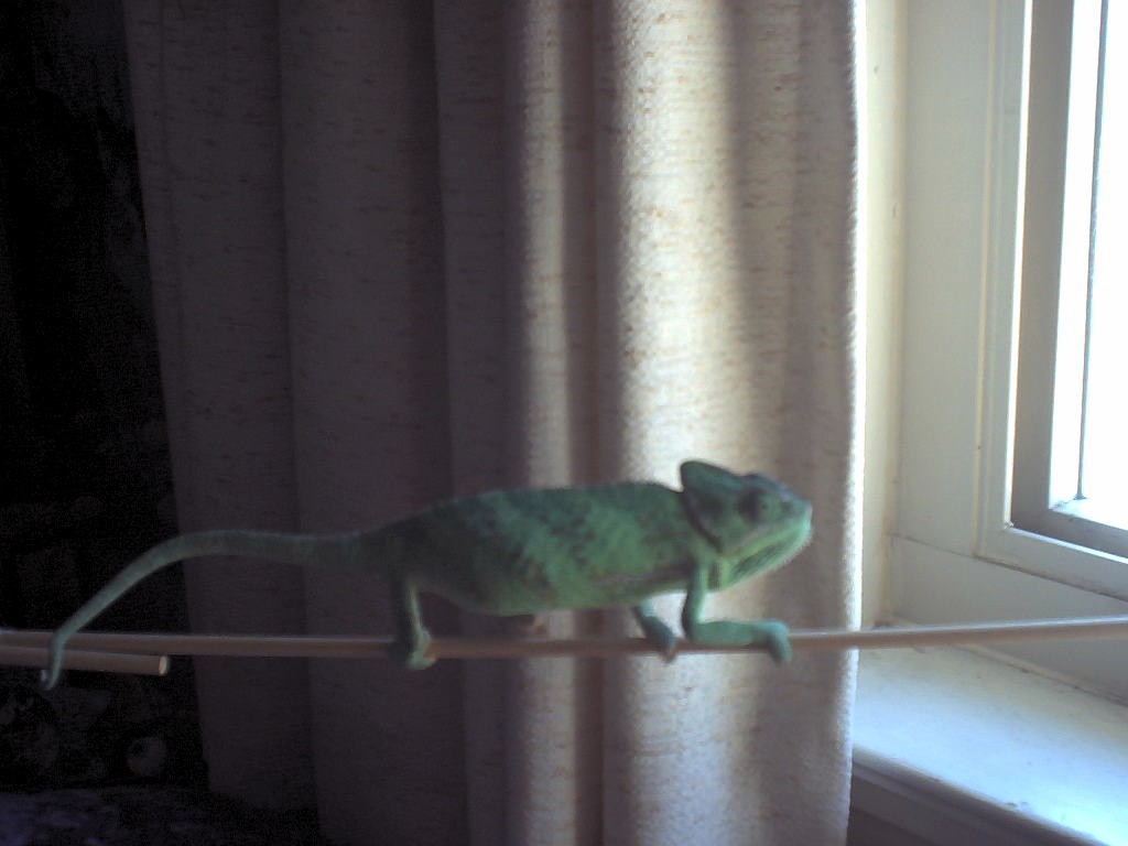 Pookie on stick highway