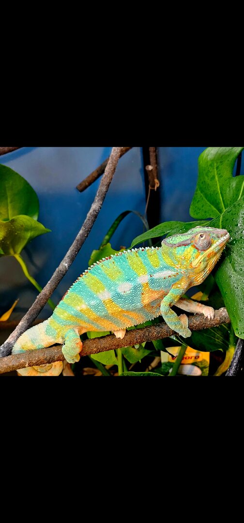 Portrait of Randall in his glory