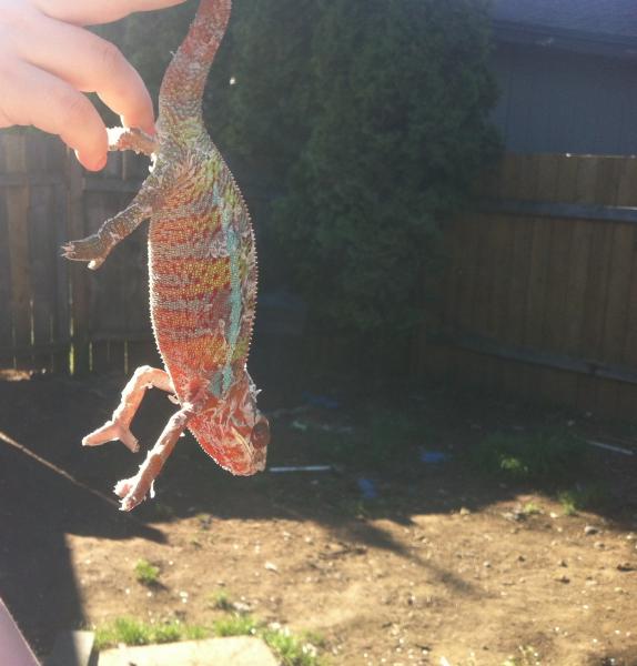 Poseidon from chompers at the chameleon addict.