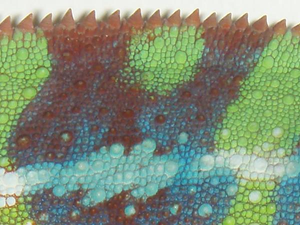 Posiden scales