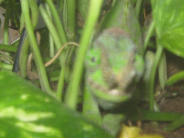 possiable cutest kinyongia ever i think yes :) specially with this sweet look.