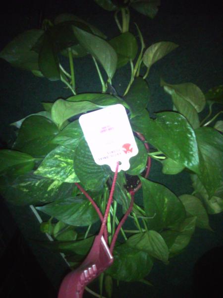 pothos