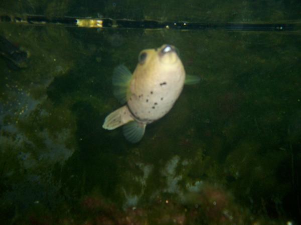 Pow..dogface puffer...larger of the two