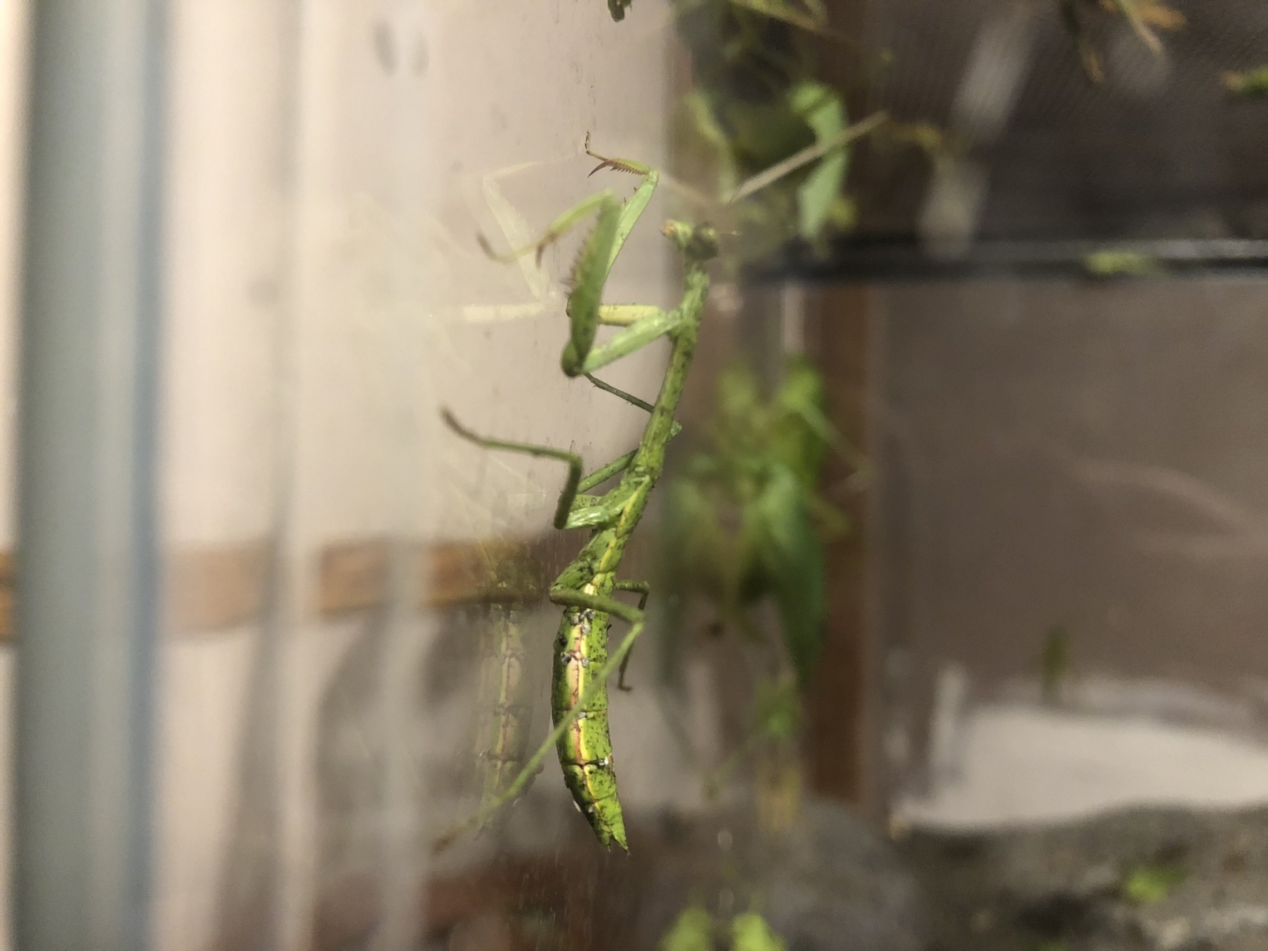 Praying mantis