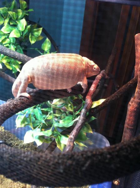 Pregnant Belly