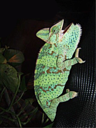 Pregnant Pantera