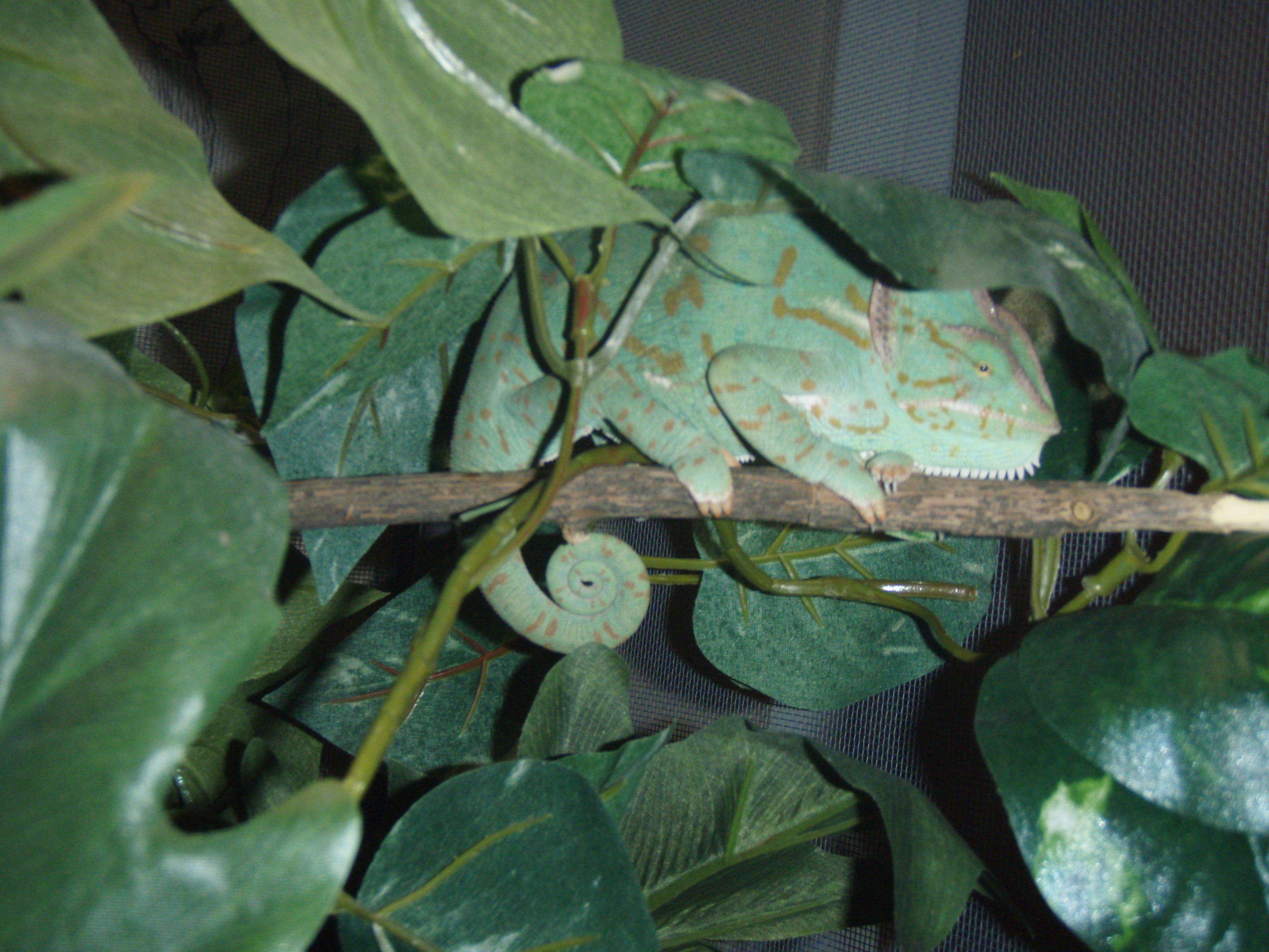 pregnant veiled cham