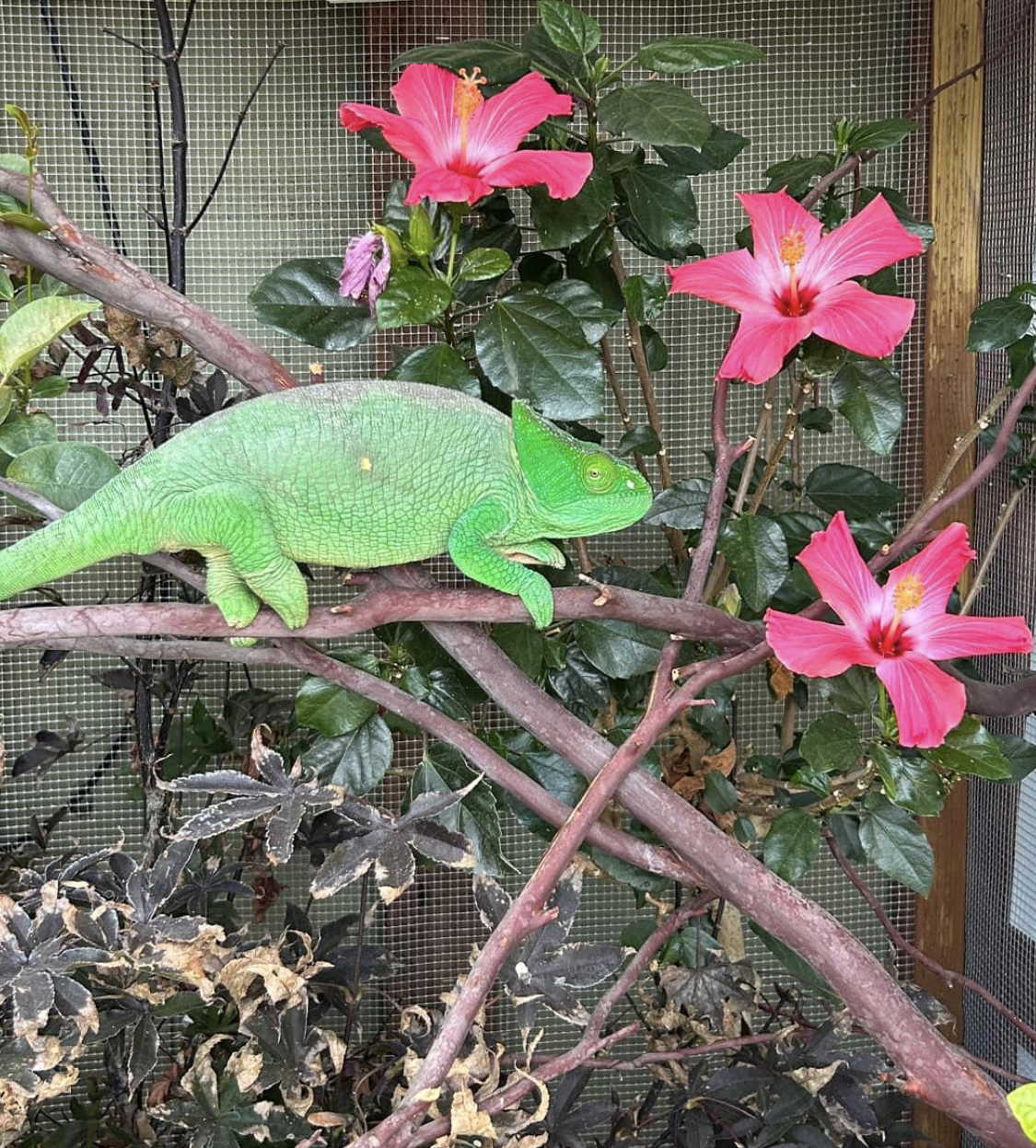 Pretty girl