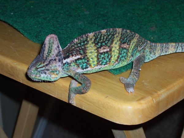 pretty pretty chameleon