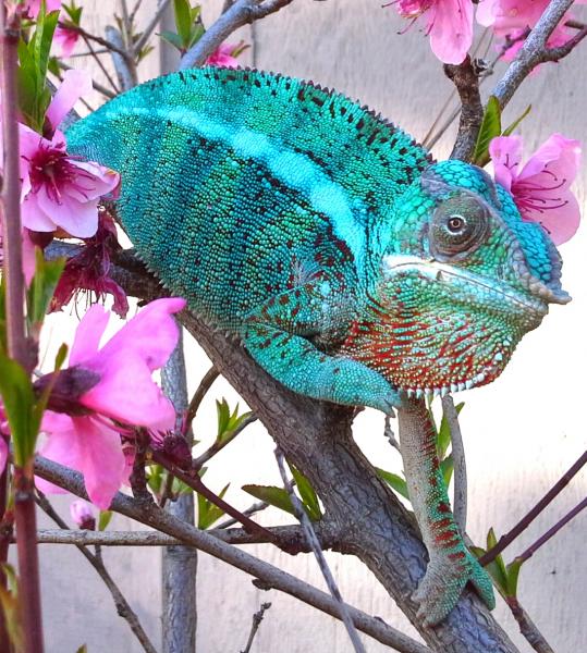 Prince ambanja enjoying some peach tree time