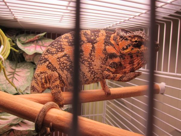 Princess Kate... a WC female Mitsio... (she's in her quarantine cage in this pic... where all WC's go until they've been treated for parasites and cle
