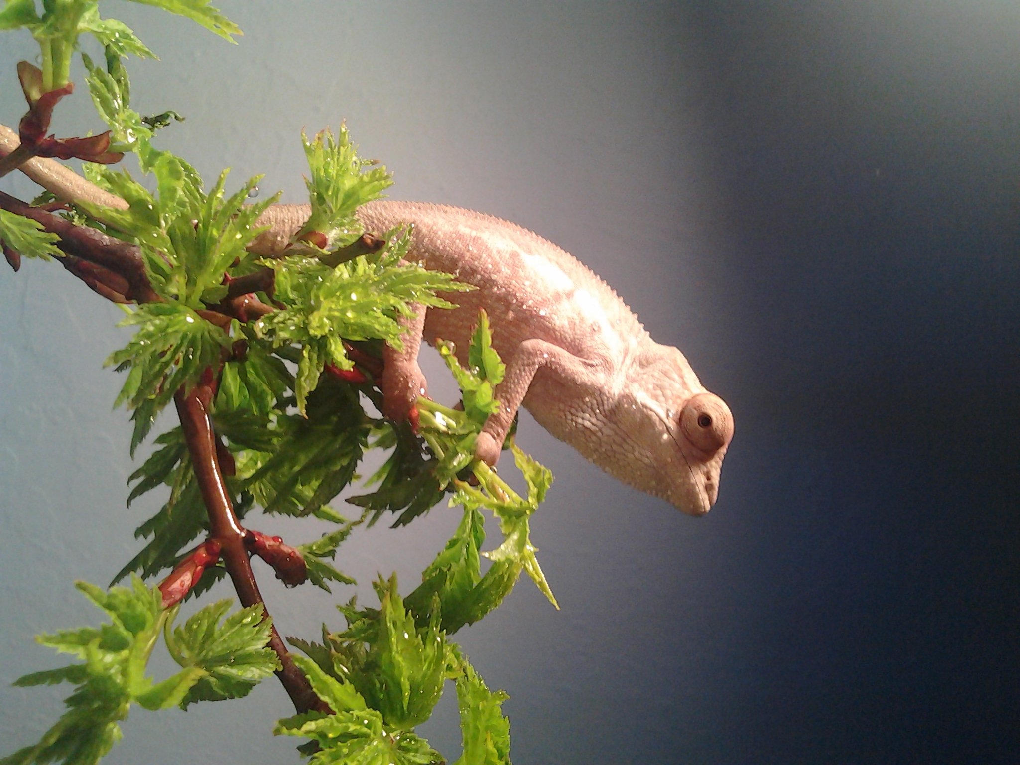 Prizma The Panther Chameleon.