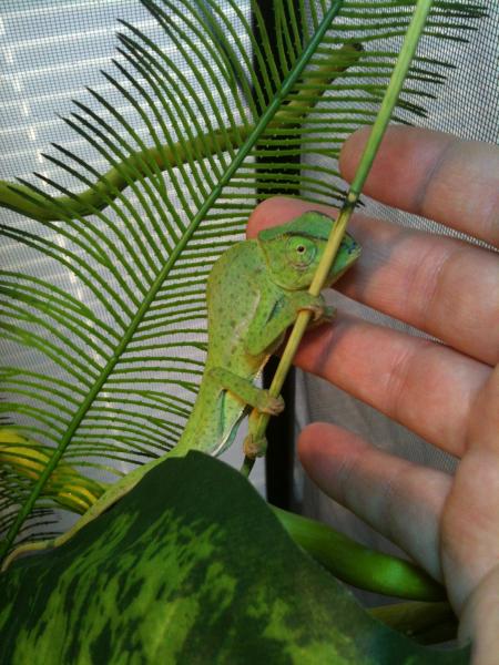 Probably not a fan of this, but it warmed up to my hand being by it, and laid its body on my fingers.