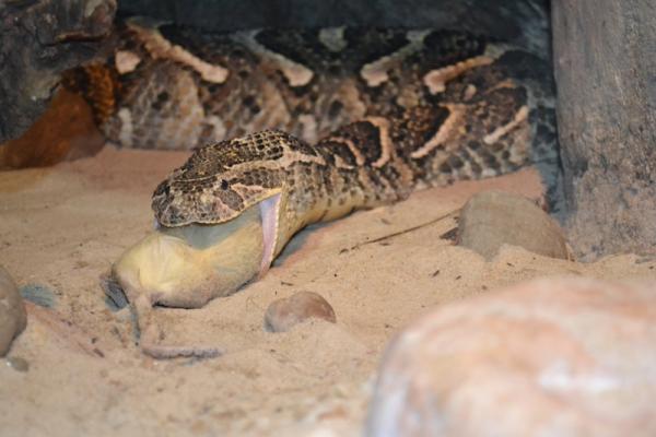 Puff Adder Feeding