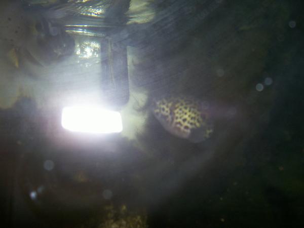 Puff..greenspot puffer..smaller of the two, transferred from brackis water.