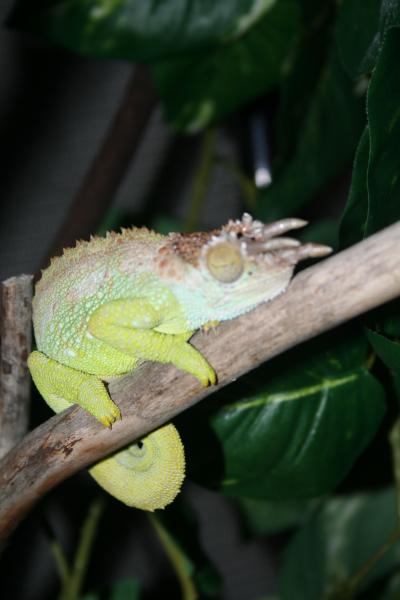 purdy sleeping boy