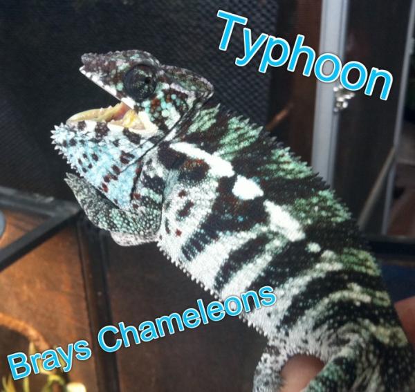 "Purple barred" Ambanja sired by Josie at the chameleon company