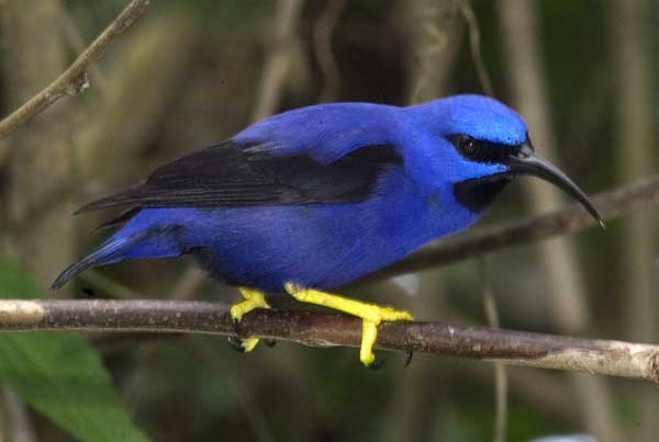 purple honeycreeper male