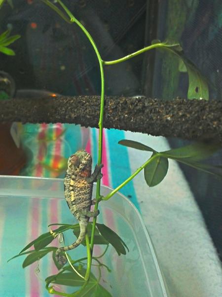 purpureus  lookin sick... trippy colors coming through