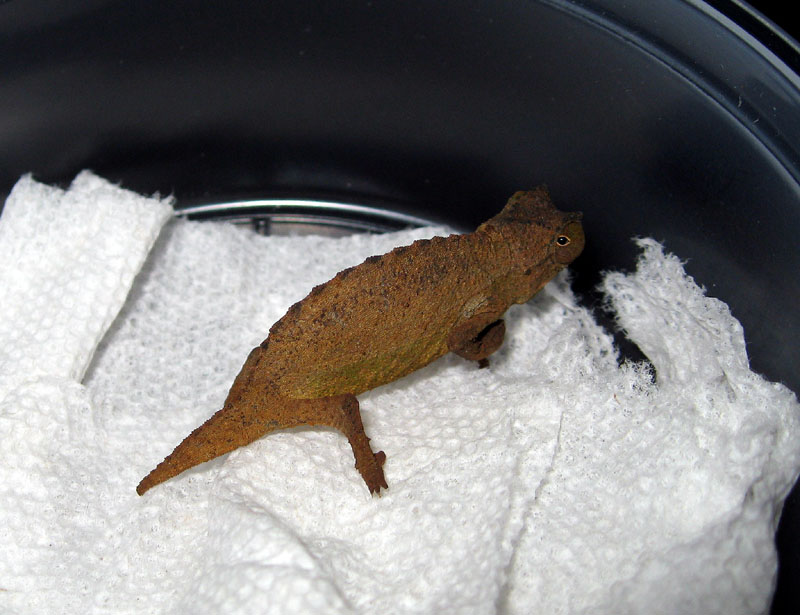 Pygmy Chamelon 1