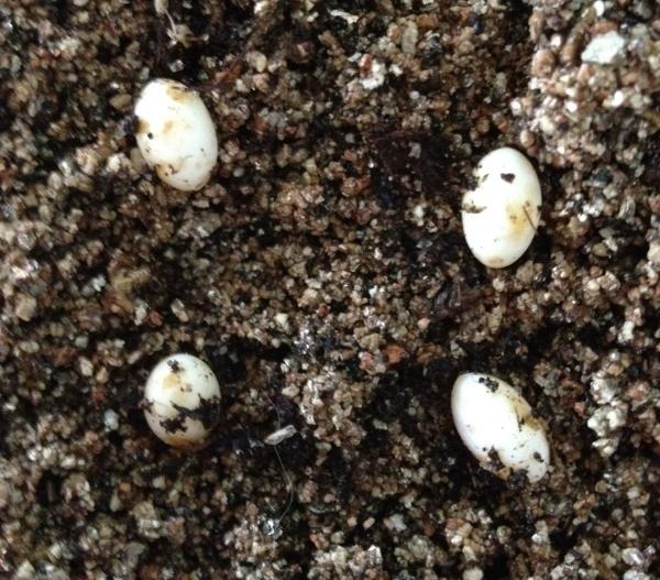 Pygmy eggs!