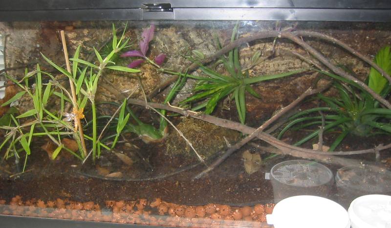 Pygmy Vivarium