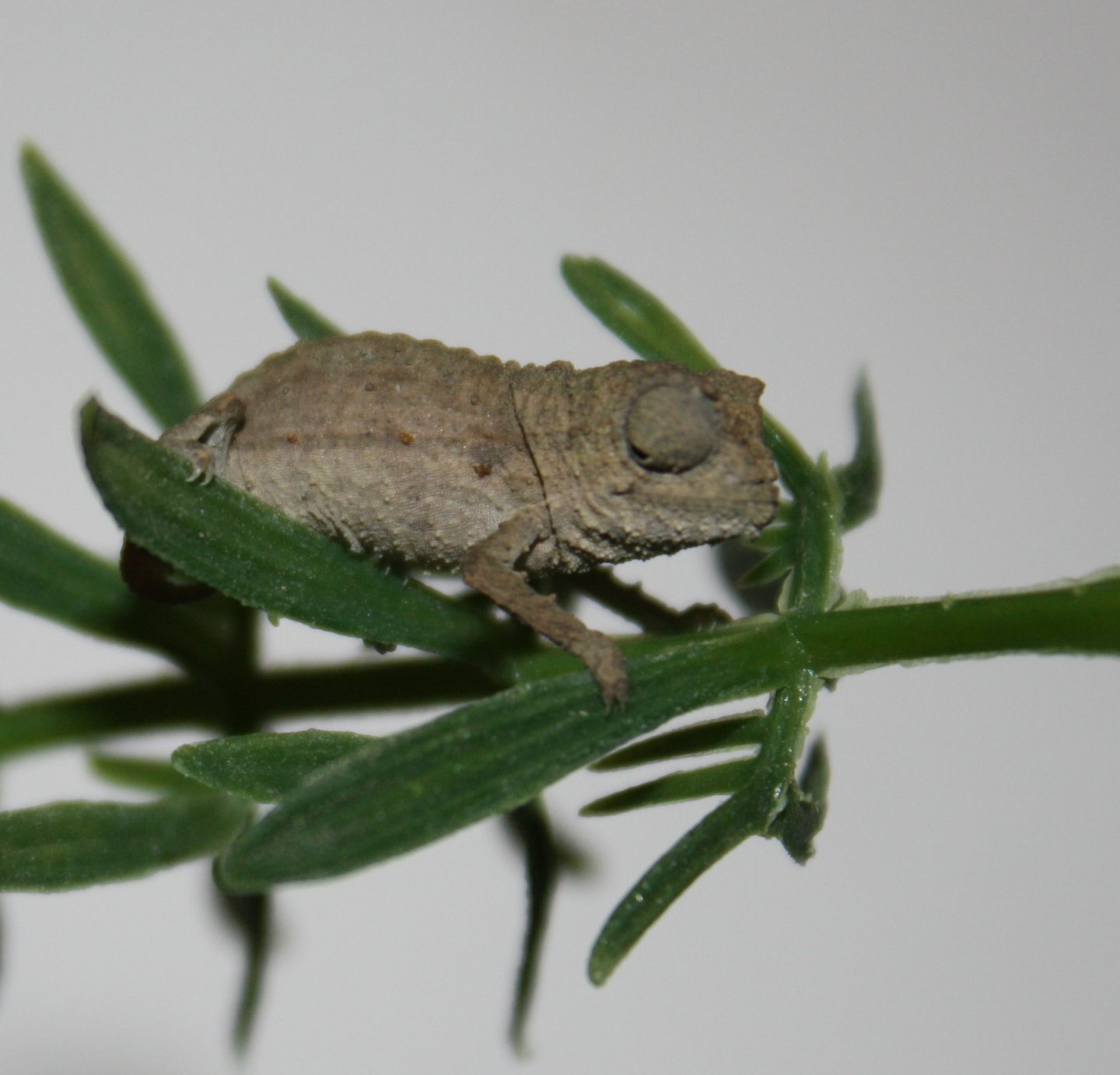 pygmy