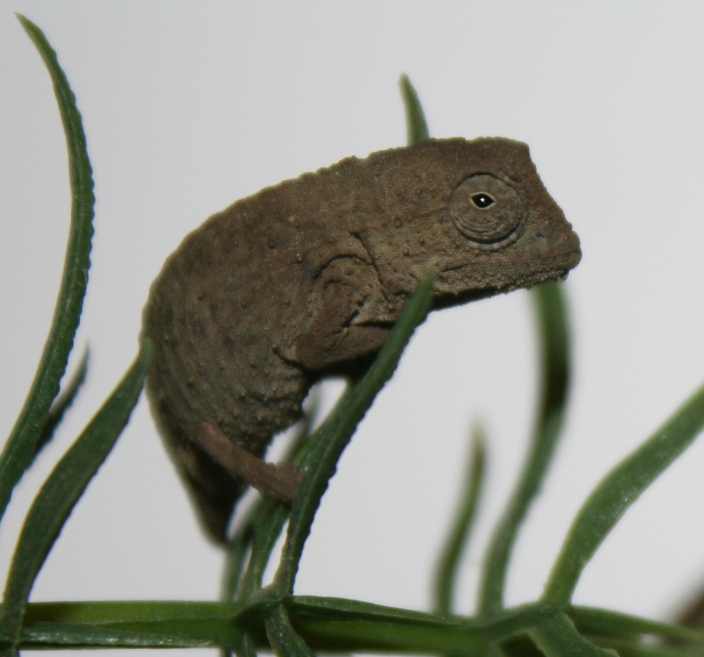 pygmy