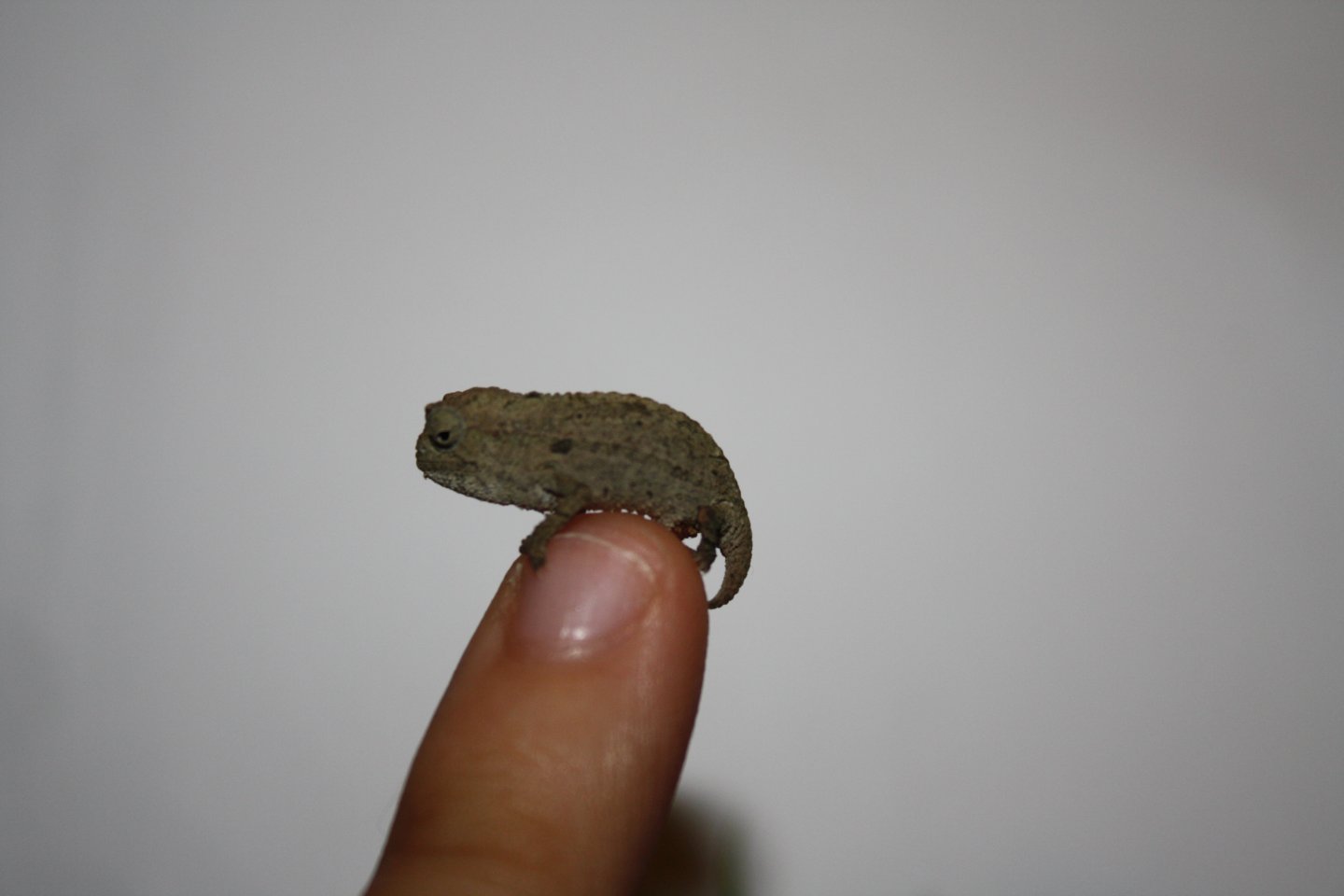 pygmy