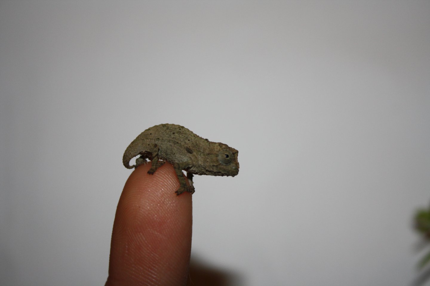 pygmy