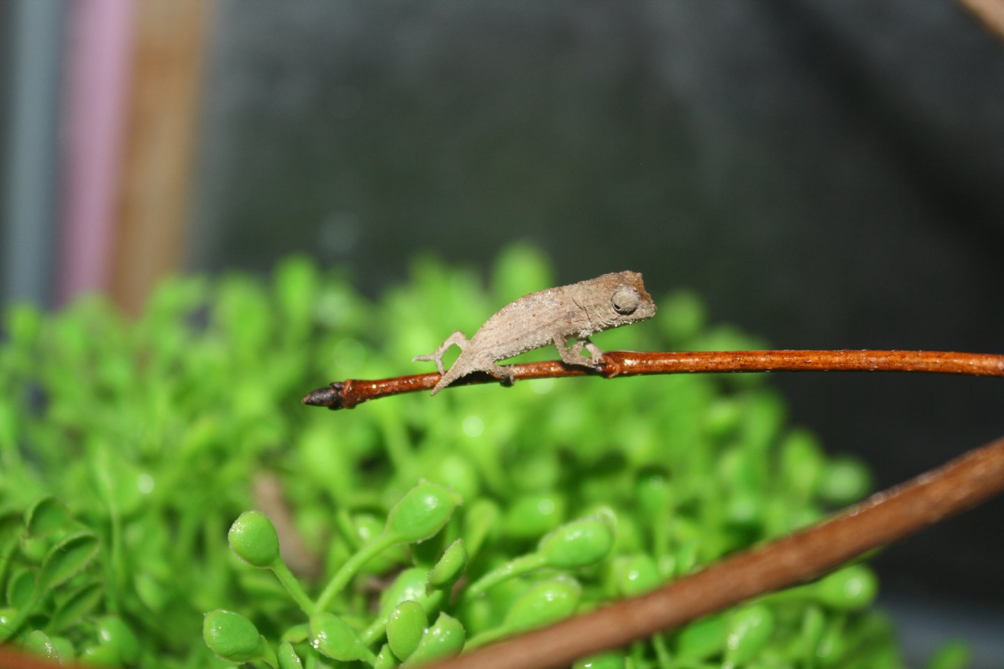 pygmy