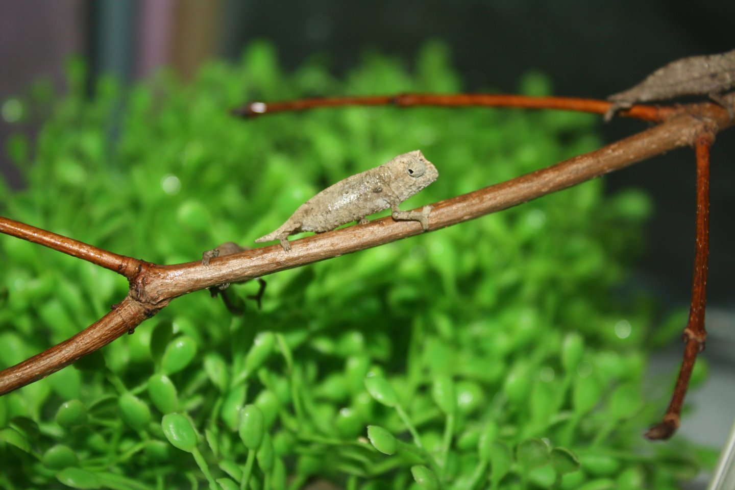 pygmy