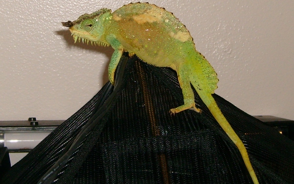 Qadir on his cage