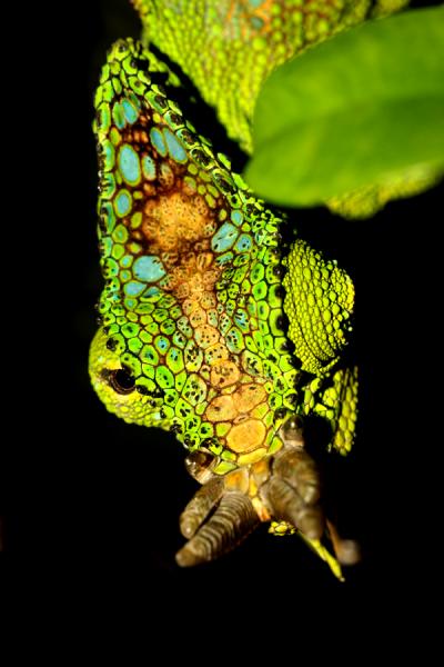 quadricornis quadricornis