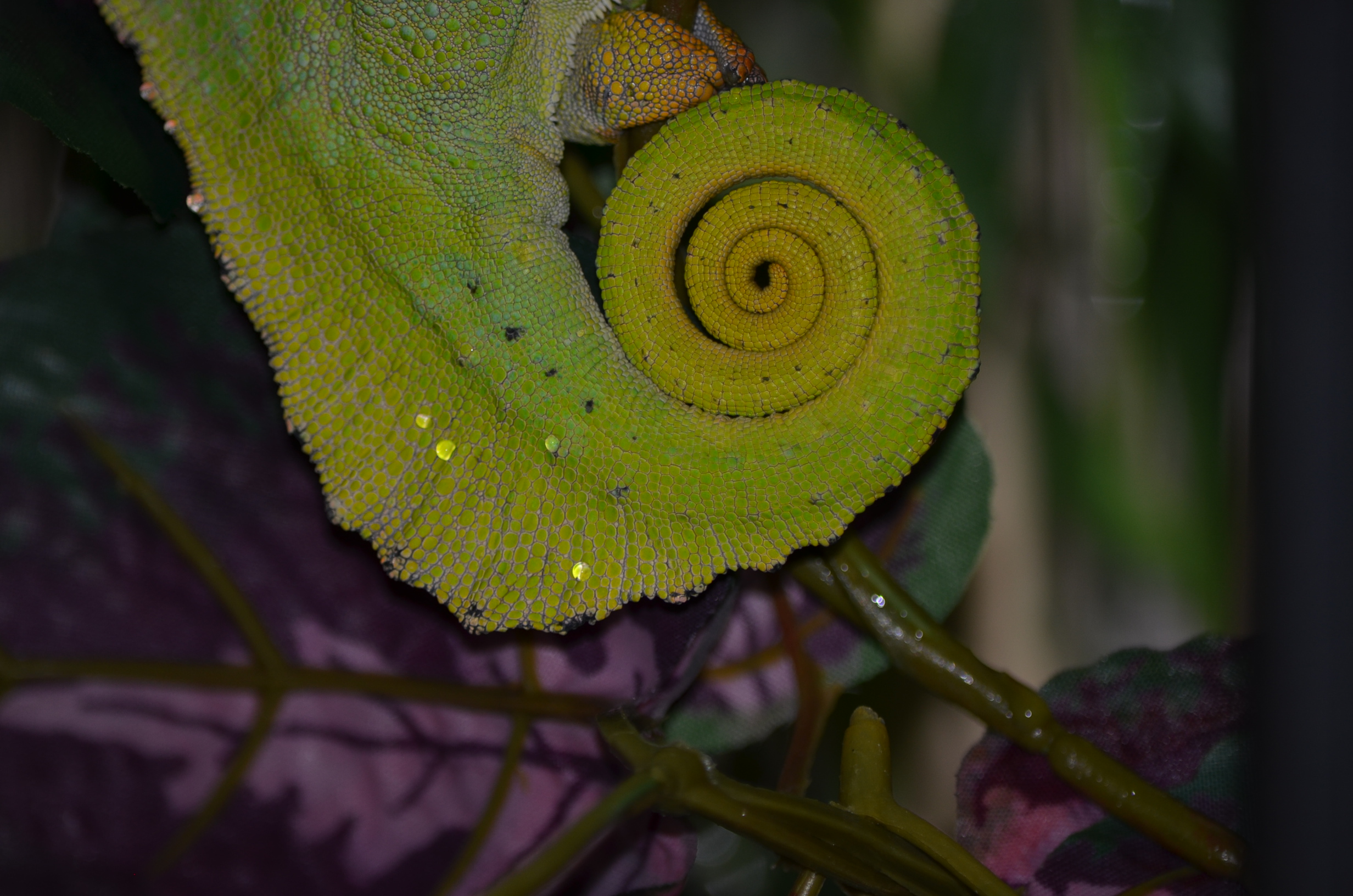 Quadricornis Tail