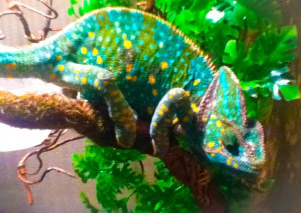 Queen kong gravid