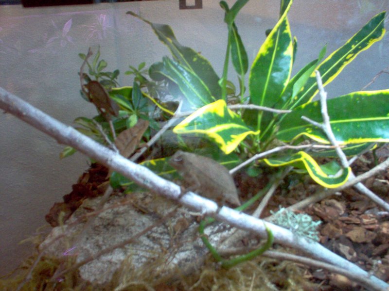 R. brevacaudatus