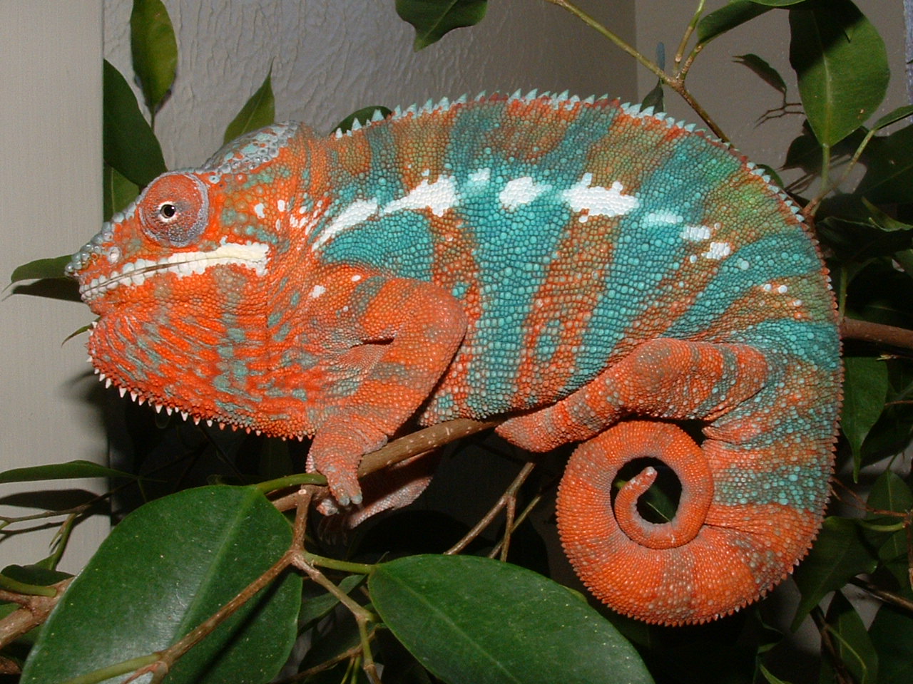 Ra...Starting to Get Fired Up