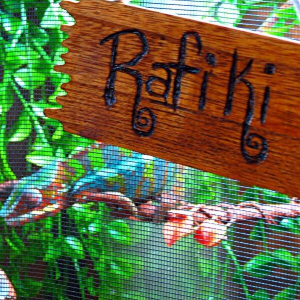 Rafiki