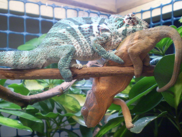 Raiden and Nala