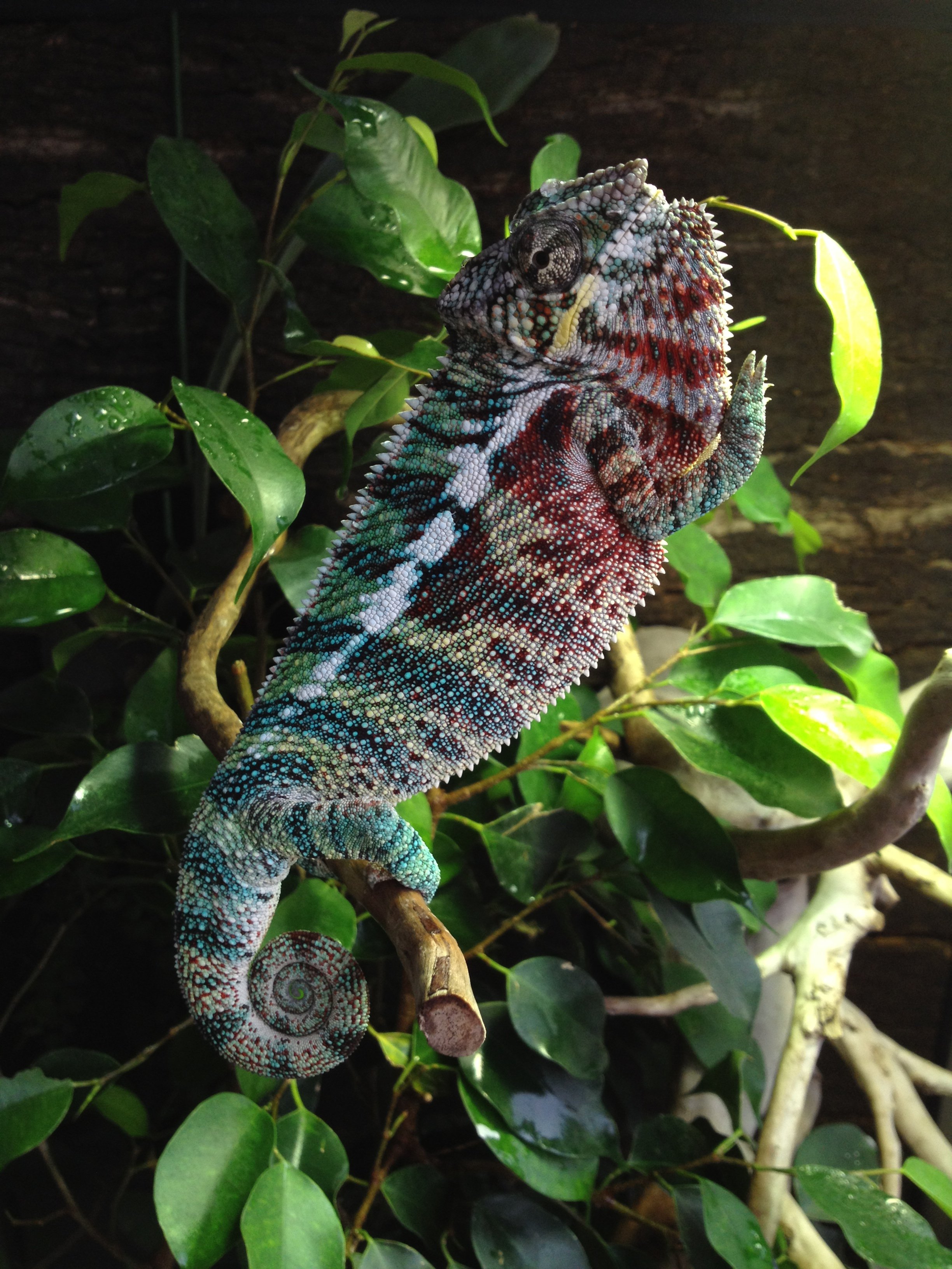 Rainbow Is Which Species?