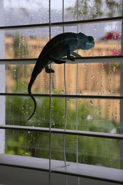 Rainy Day Blues