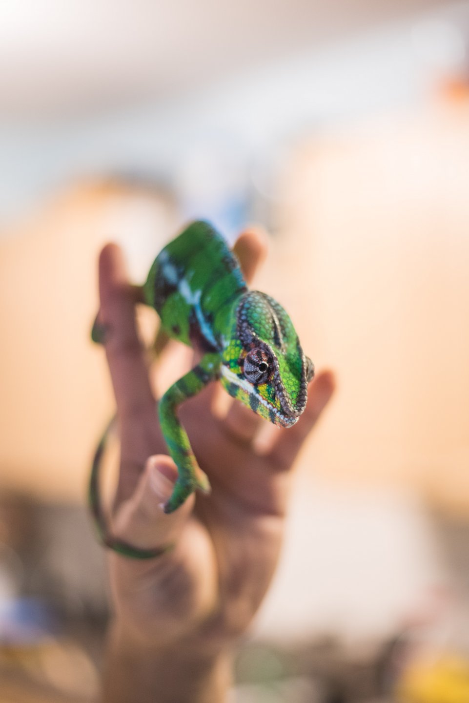 Raise your chameleon if you want to speak