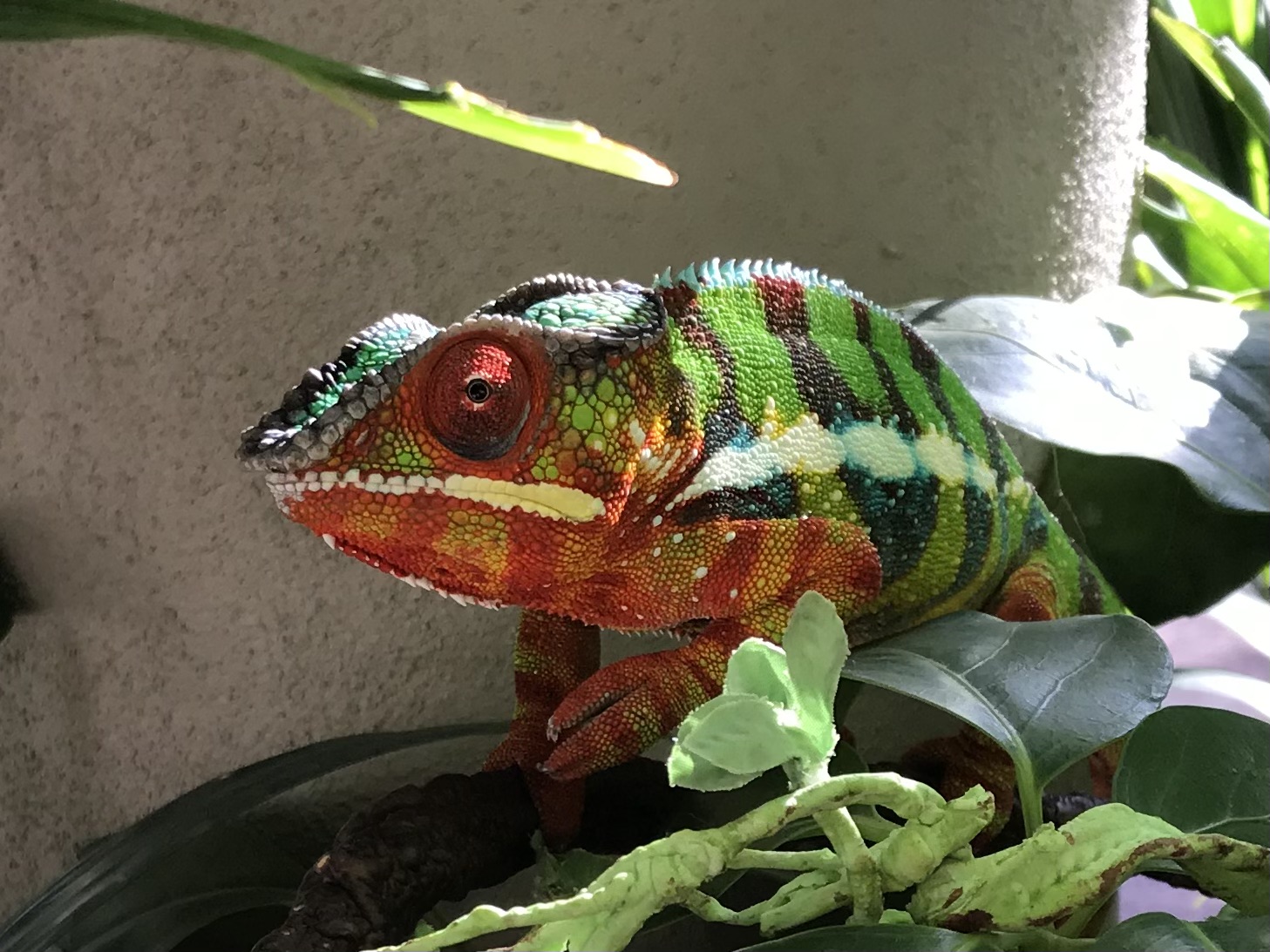 Raistlin on his free range