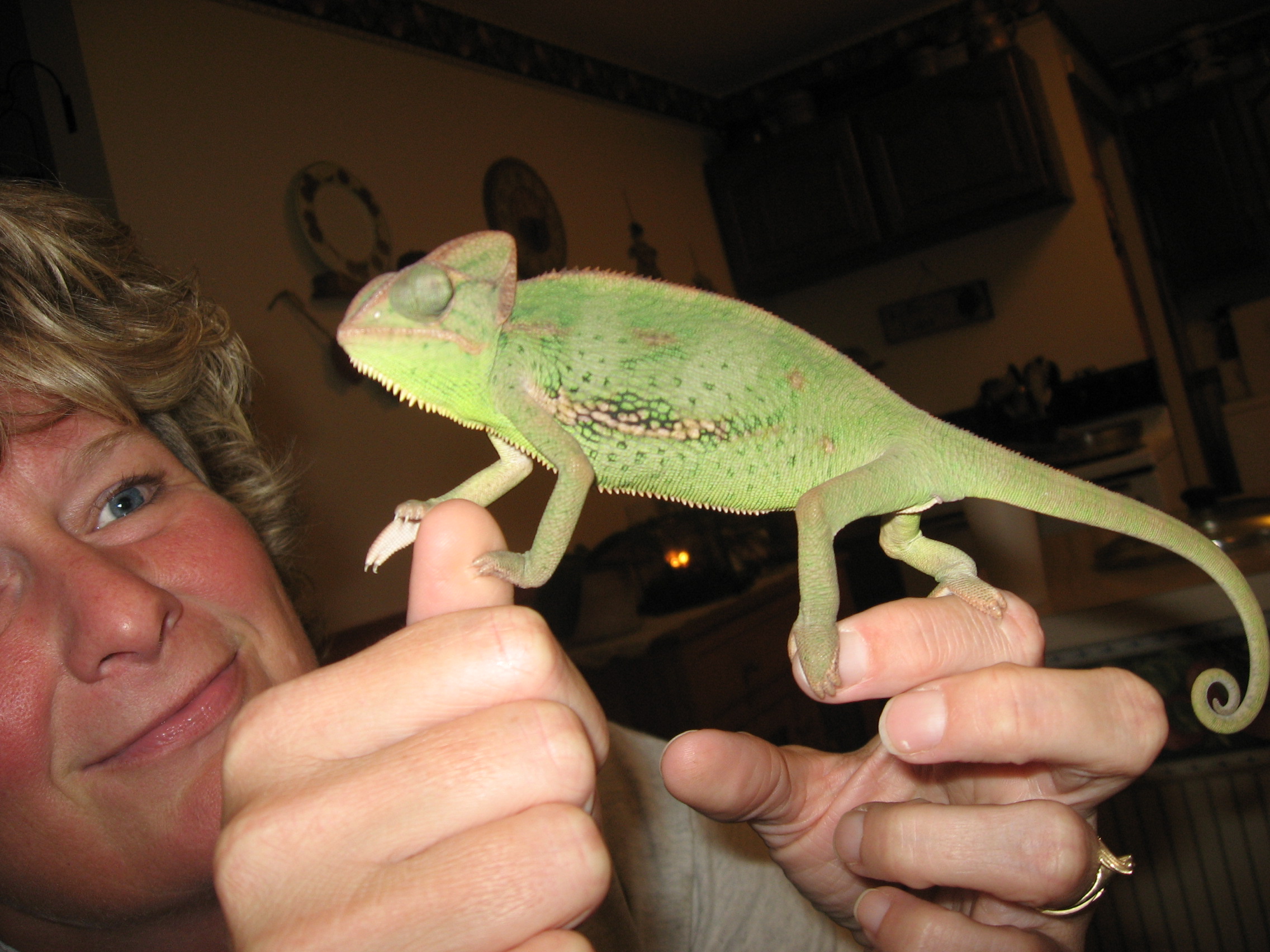 Raja...my Baby Veiled Cham (5 Months Old)