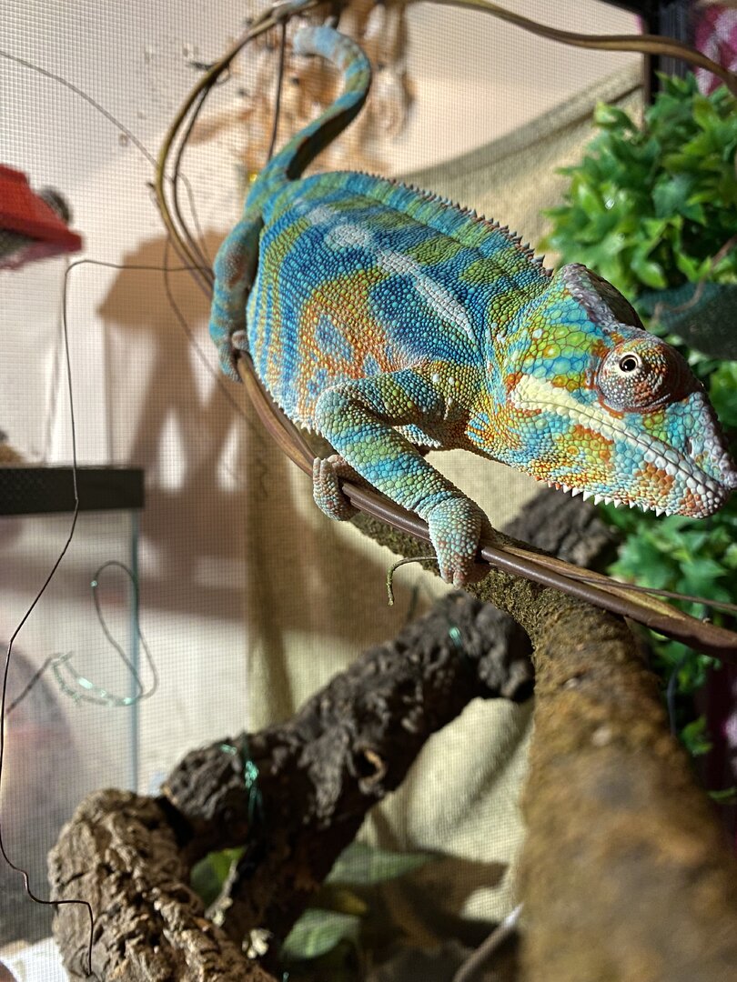 Randall 1 year old panther chameleon