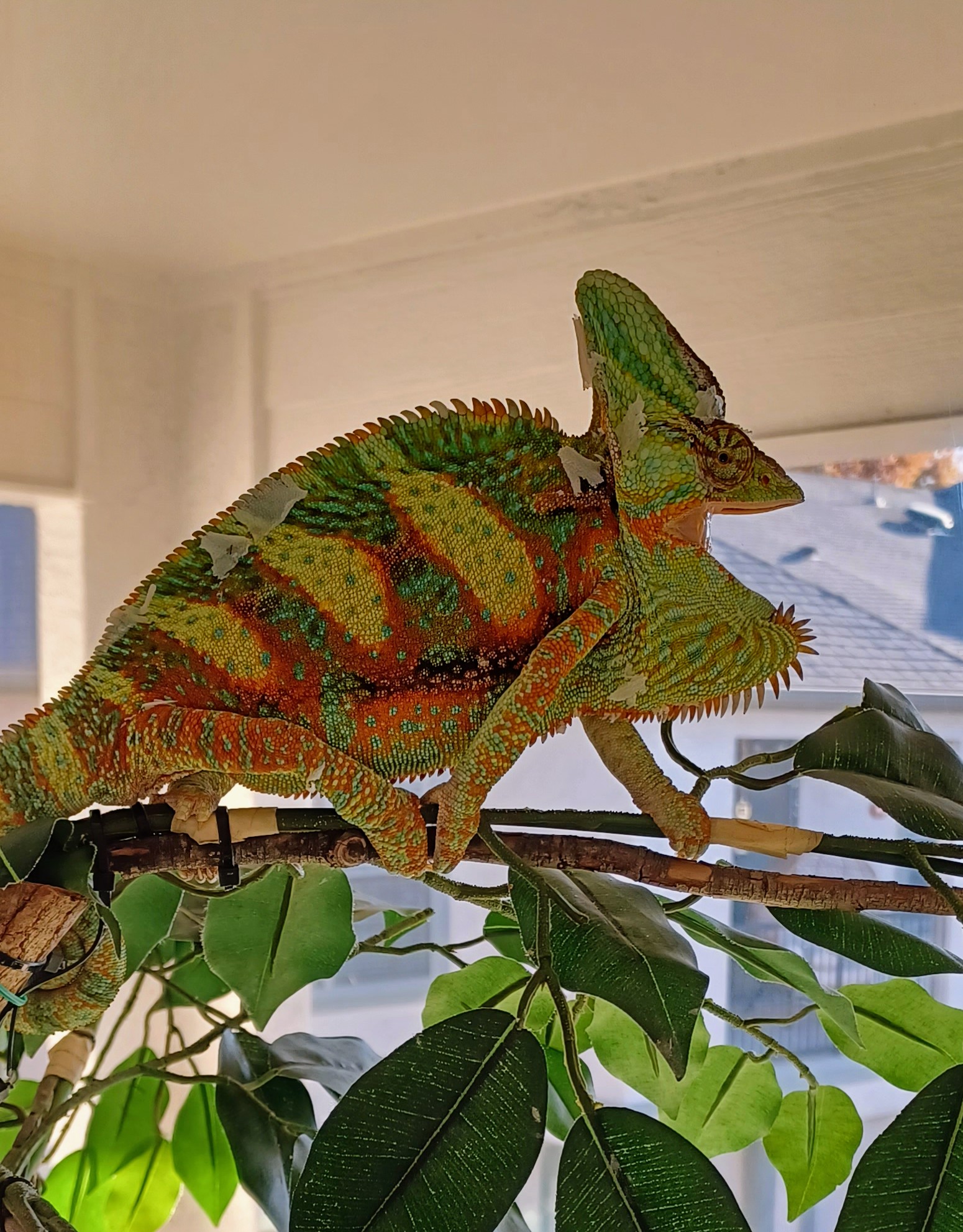 Randall is excited about Christmas